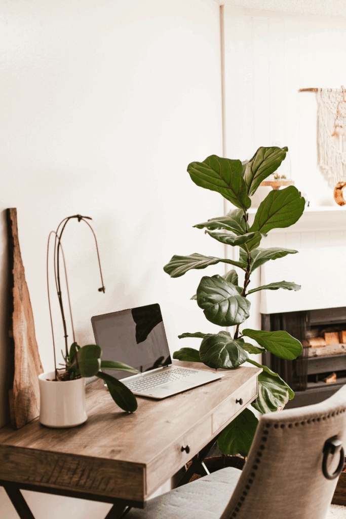 Minimalist workspace with laptop and houseplants on wooden desk, symbolizing digital calm and clarity.